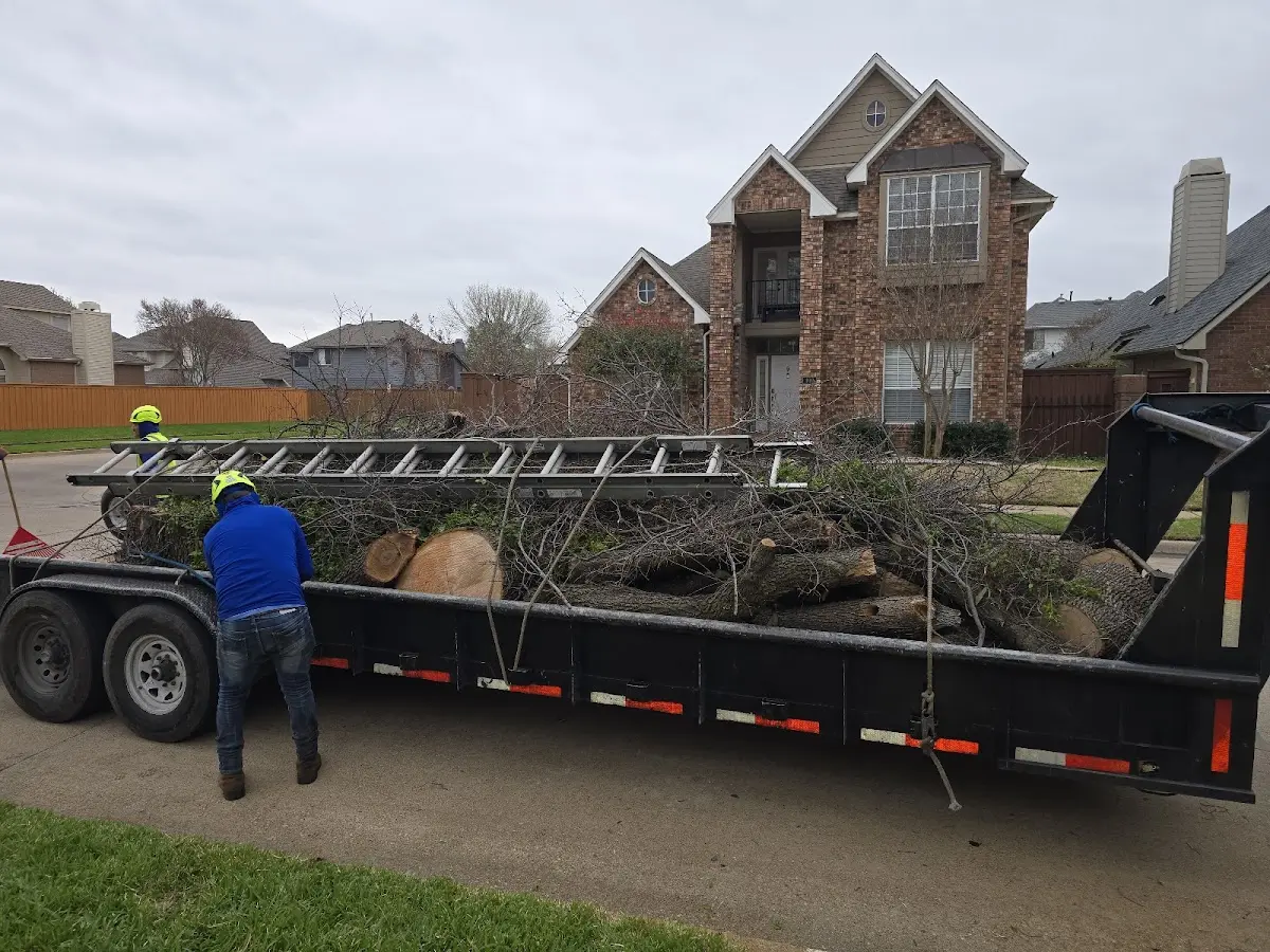 Expert Tree Pest Control with proper safety equipment in Saint James